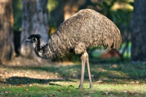 Endangered coastal emu at Yuraygir National Park in Northern NSW