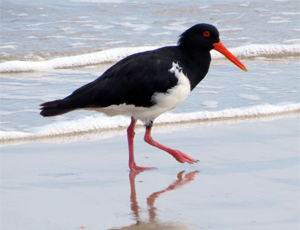Pied oysterccatcher on Solitary Islands Marine Park beaches